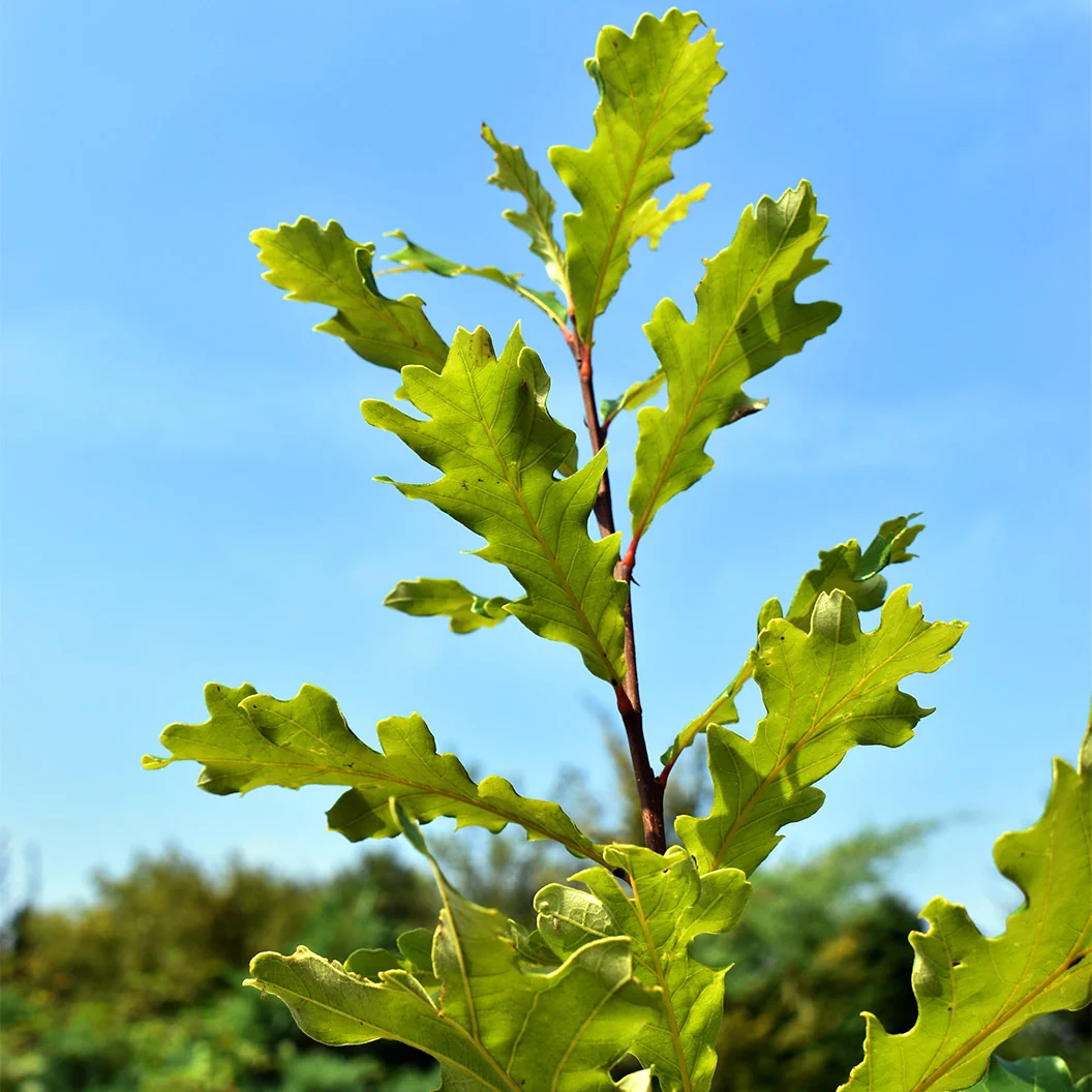 Swamp White Oak Tree 5 Swamp White Oak Tree