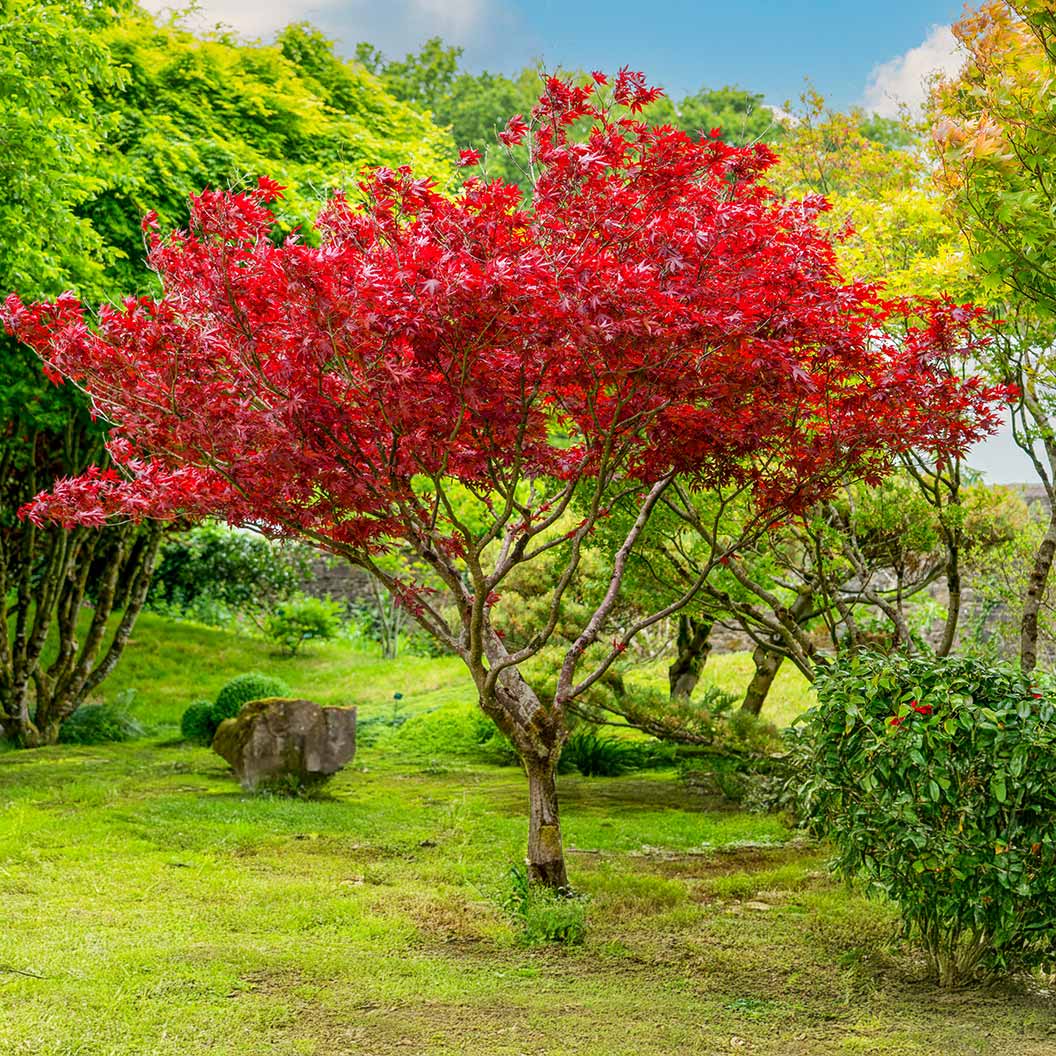 Sun Valley Red Maple Tree 1 Sun Valley Red Maple Tree