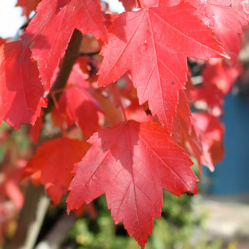 Sun Valley Red Maple Tree 4 Sun Valley Red Maple Tree