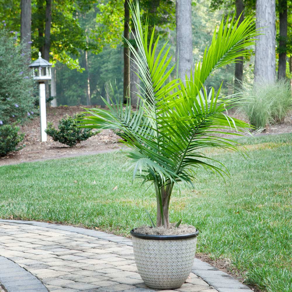 Majesty Palm Tree 3 Majesty Palm Tree