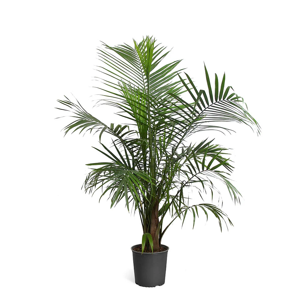 Majesty Palm Tree 4 Majesty Palm Tree