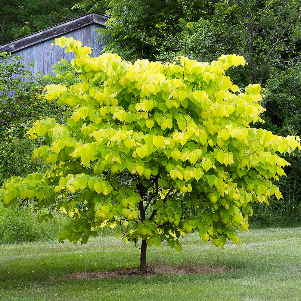 Hearts of Gold Redbud Tree 2 Hearts of Gold Redbud Tree