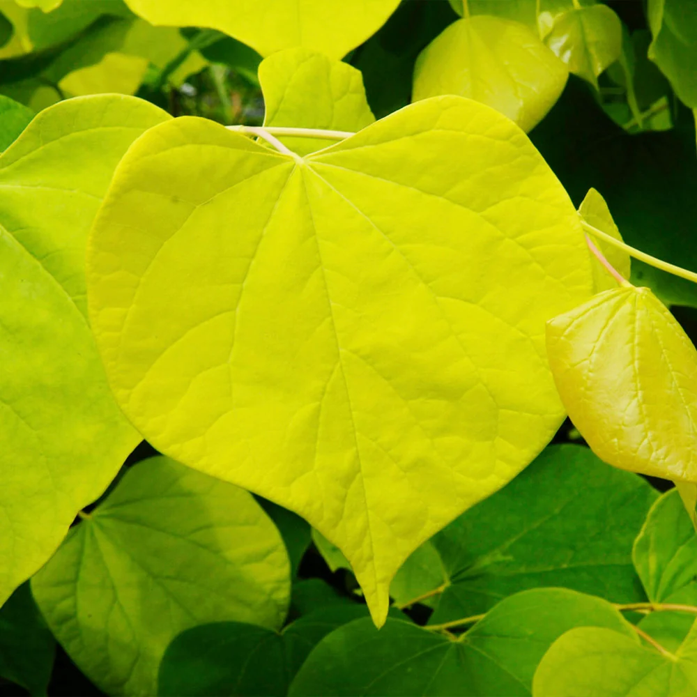 Hearts of Gold Redbud Tree 3 Hearts of Gold Redbud Tree