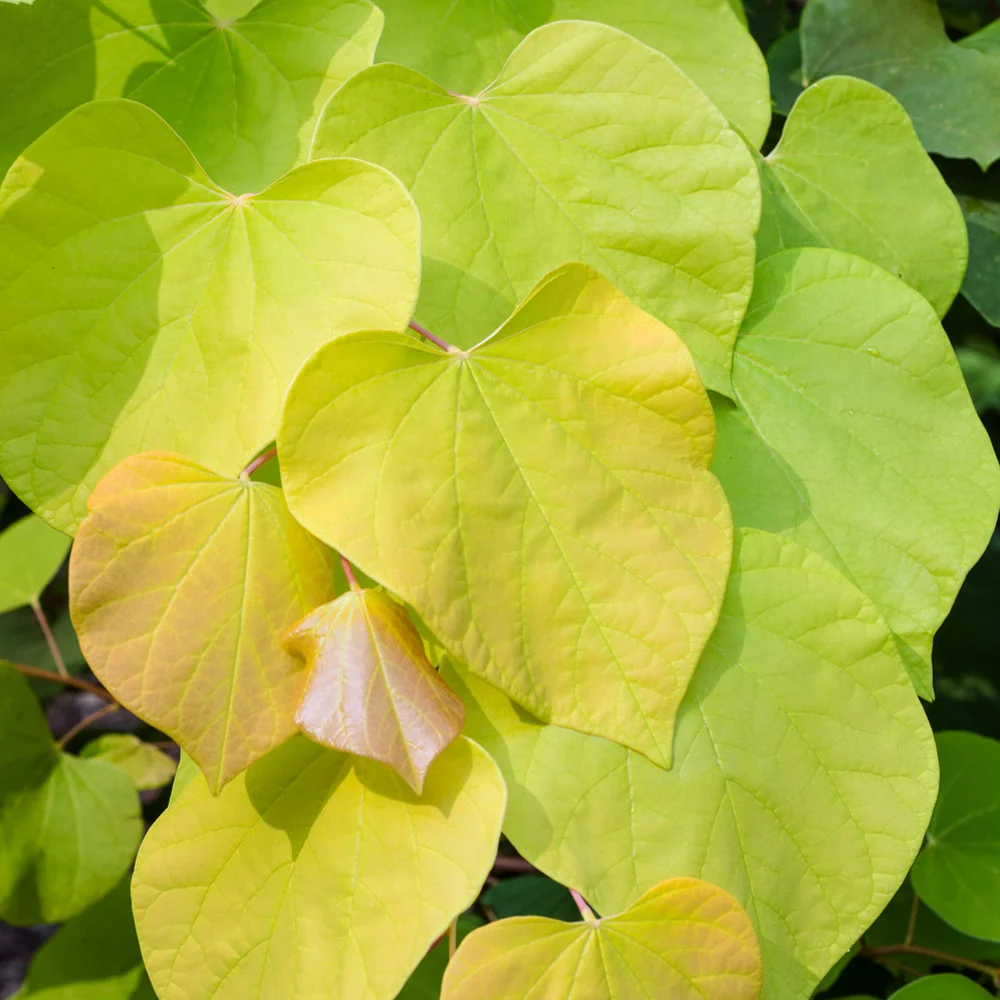 Hearts of Gold Redbud Tree 4 Hearts of Gold Redbud Tree