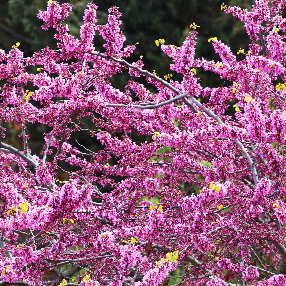 Hearts of Gold Redbud Tree 5 Hearts of Gold Redbud Tree