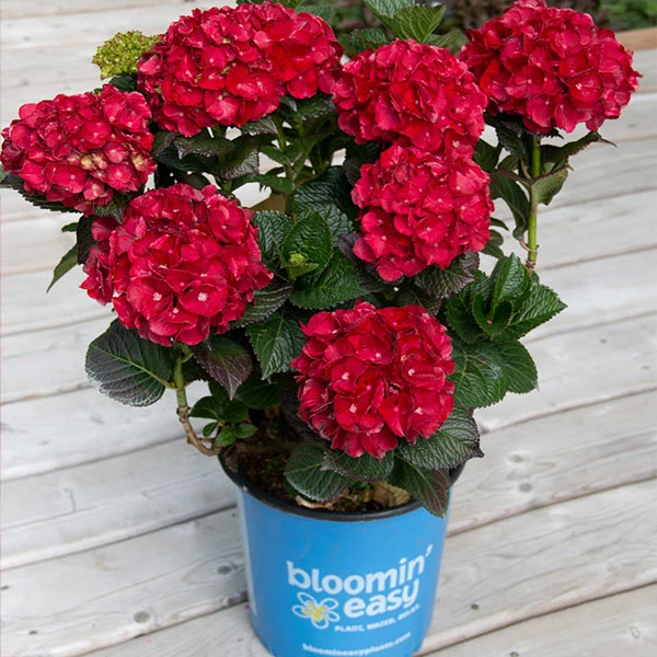 Bloomin’ Easy® Cherry-Go-Round™ Hydrangea Shrub