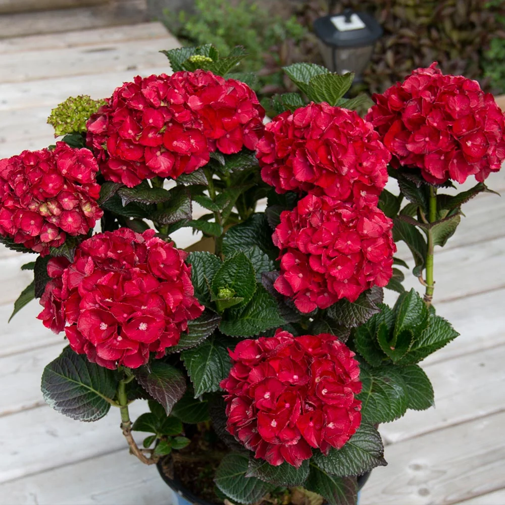 Bloomin’ Easy® Cherry-Go-Round™ Hydrangea Shrub 2 Bloomin’ Easy® Cherry-Go-Round™ Hydrangea Shrub