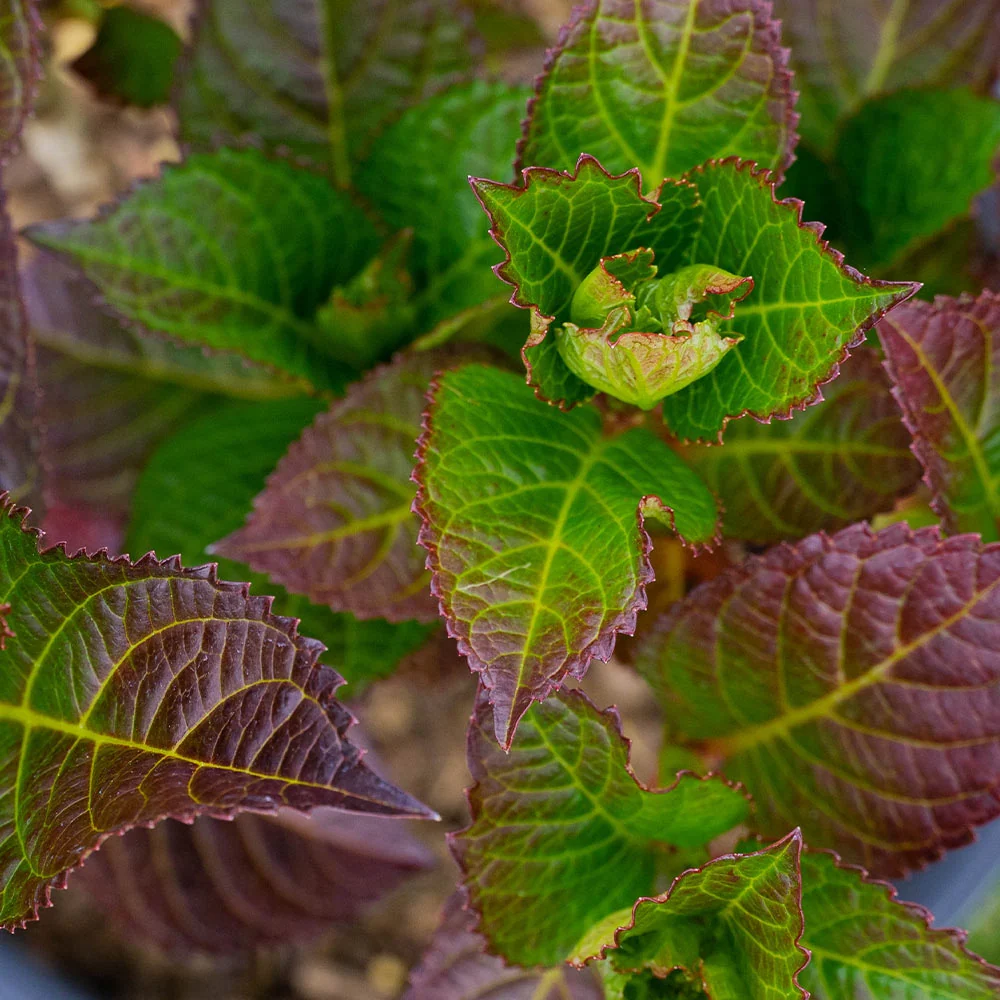 Bloomin’ Easy® Cherry-Go-Round™ Hydrangea Shrub 3 Bloomin’ Easy® Cherry-Go-Round™ Hydrangea Shrub