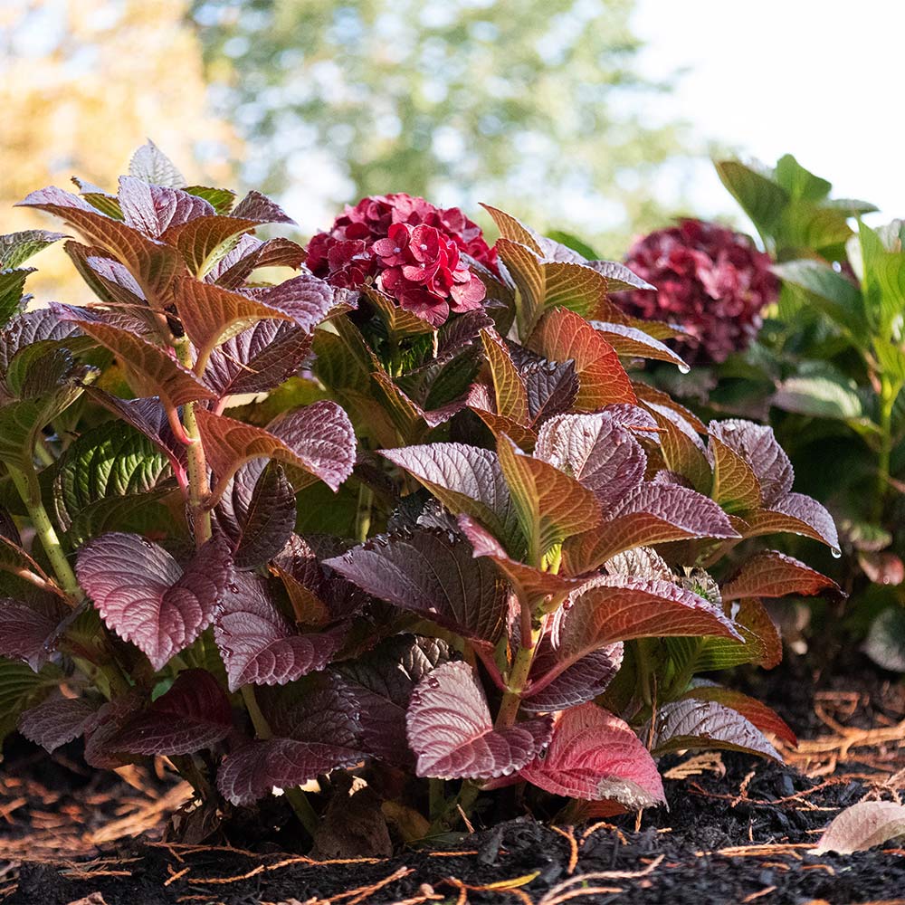 Bloomin’ Easy® Cherry-Go-Round™ Hydrangea Shrub 5 Bloomin’ Easy® Cherry-Go-Round™ Hydrangea Shrub