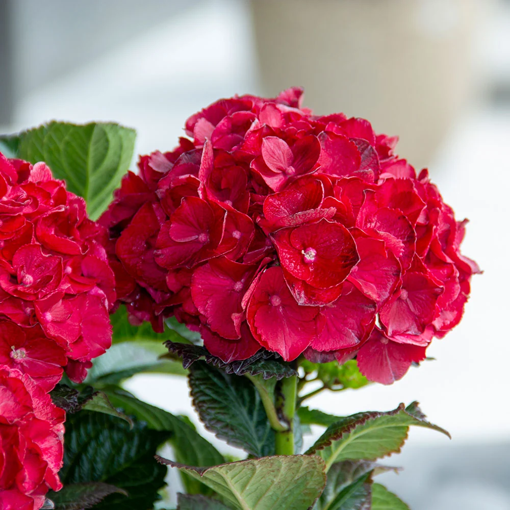 Bloomin’ Easy® Cherry-Go-Round™ Hydrangea Shrub 6 Bloomin’ Easy® Cherry-Go-Round™ Hydrangea Shrub