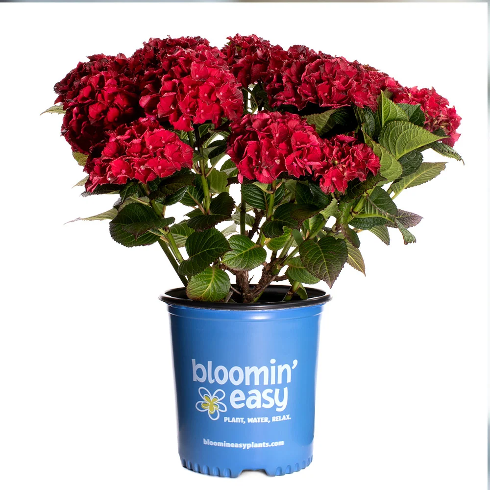 Bloomin’ Easy® Cherry-Go-Round™ Hydrangea Shrub 7 Bloomin’ Easy® Cherry-Go-Round™ Hydrangea Shrub