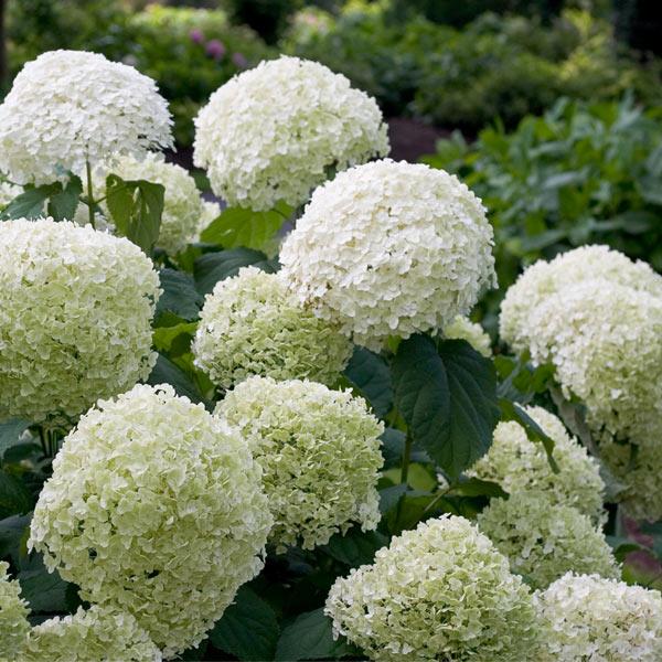 Proven Winners® Incrediball® Hydrangea Shrub 1 Proven Winners® Incrediball® Hydrangea Shrub
