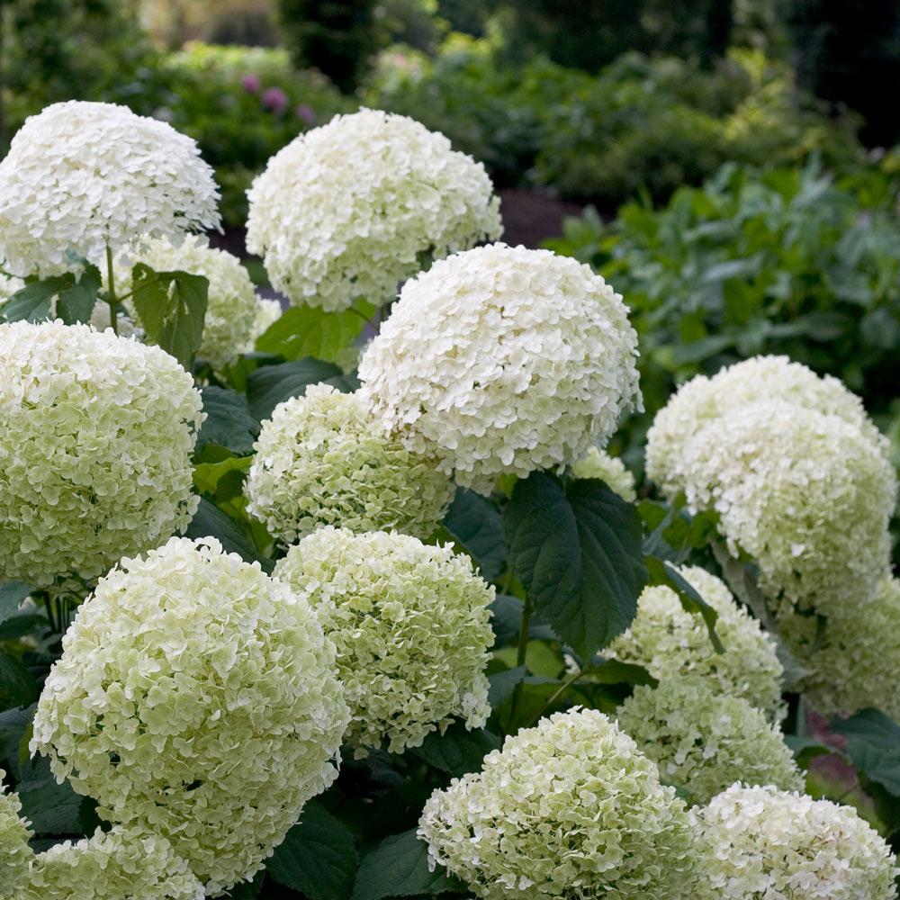 Proven Winners® Incrediball® Hydrangea Shrub 2 Proven Winners® Incrediball® Hydrangea Shrub