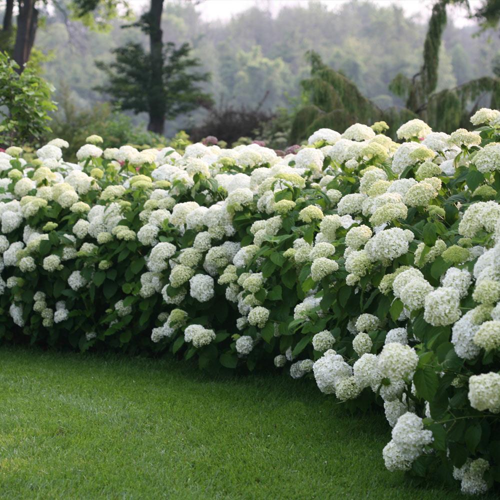 Proven Winners® Incrediball® Hydrangea Shrub 3 Proven Winners® Incrediball® Hydrangea Shrub