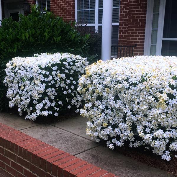 Kleim's Hardy Gardenia Shrub 1 Kleim's Hardy Gardenia Shrub