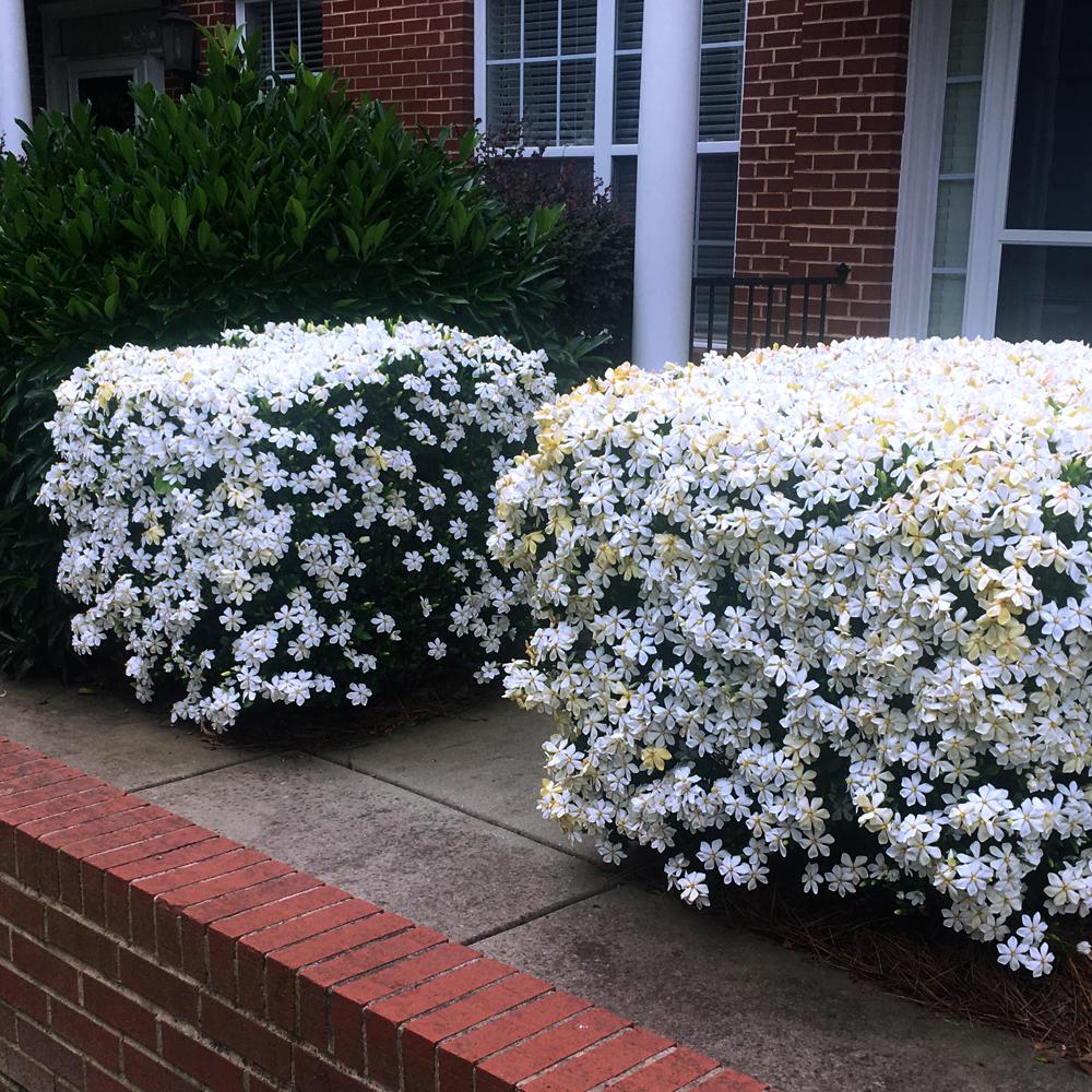 Kleim's Hardy Gardenia Shrub 2 Kleim's Hardy Gardenia Shrub