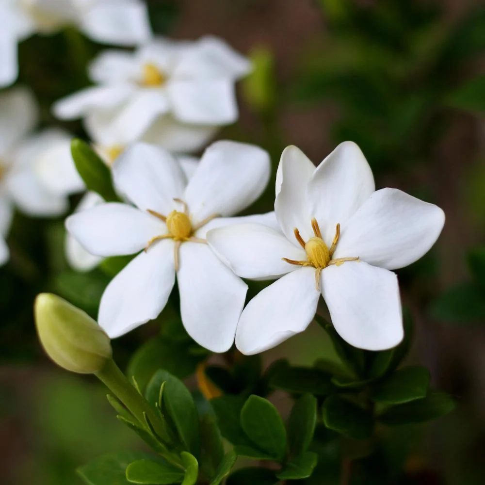 Kleim's Hardy Gardenia Shrub 3 Kleim's Hardy Gardenia Shrub