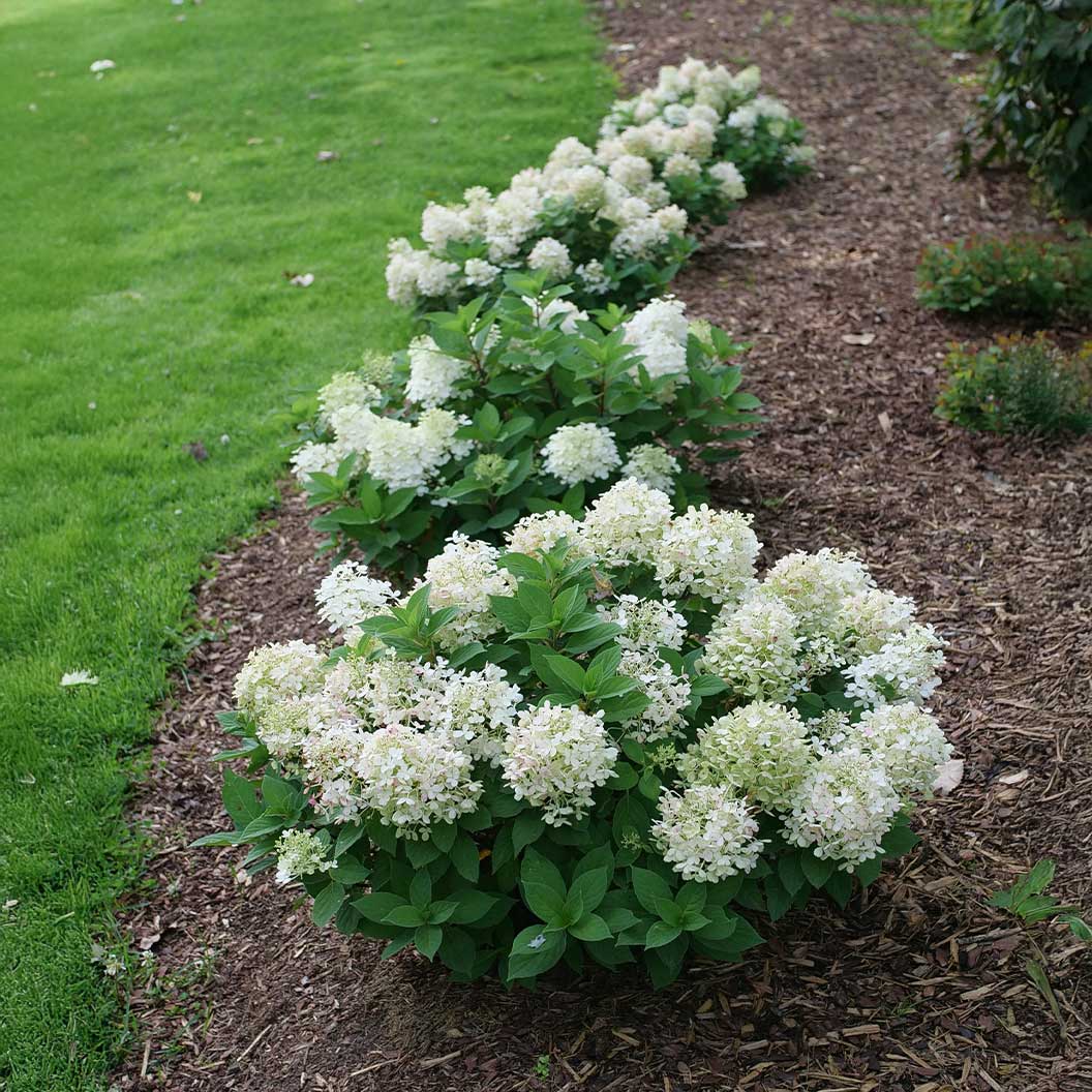 Proven Winners® Fire Light Tidbit® Hydrangea 1 Proven Winners® Fire Light Tidbit® Hydrangea