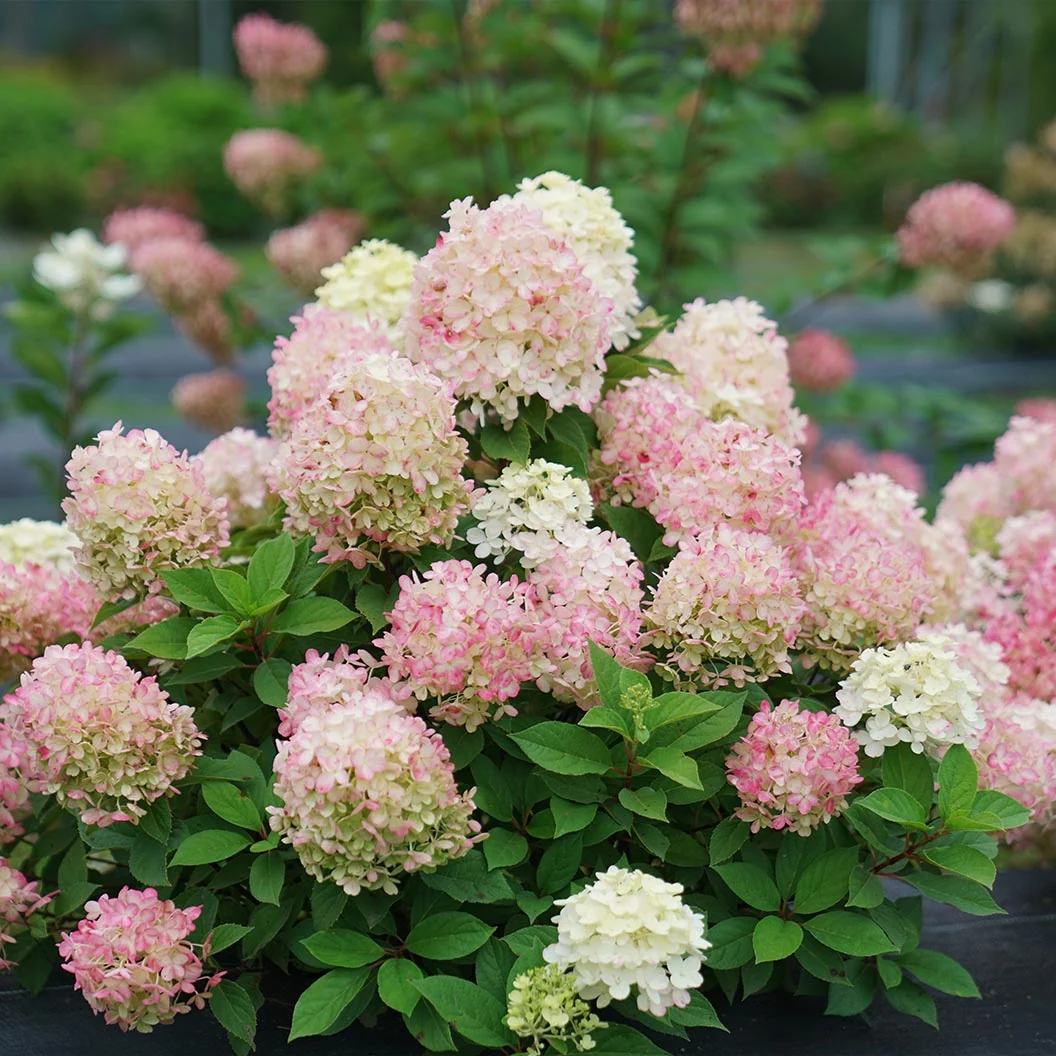 Proven Winners® Fire Light Tidbit® Hydrangea 3 Proven Winners® Fire Light Tidbit® Hydrangea
