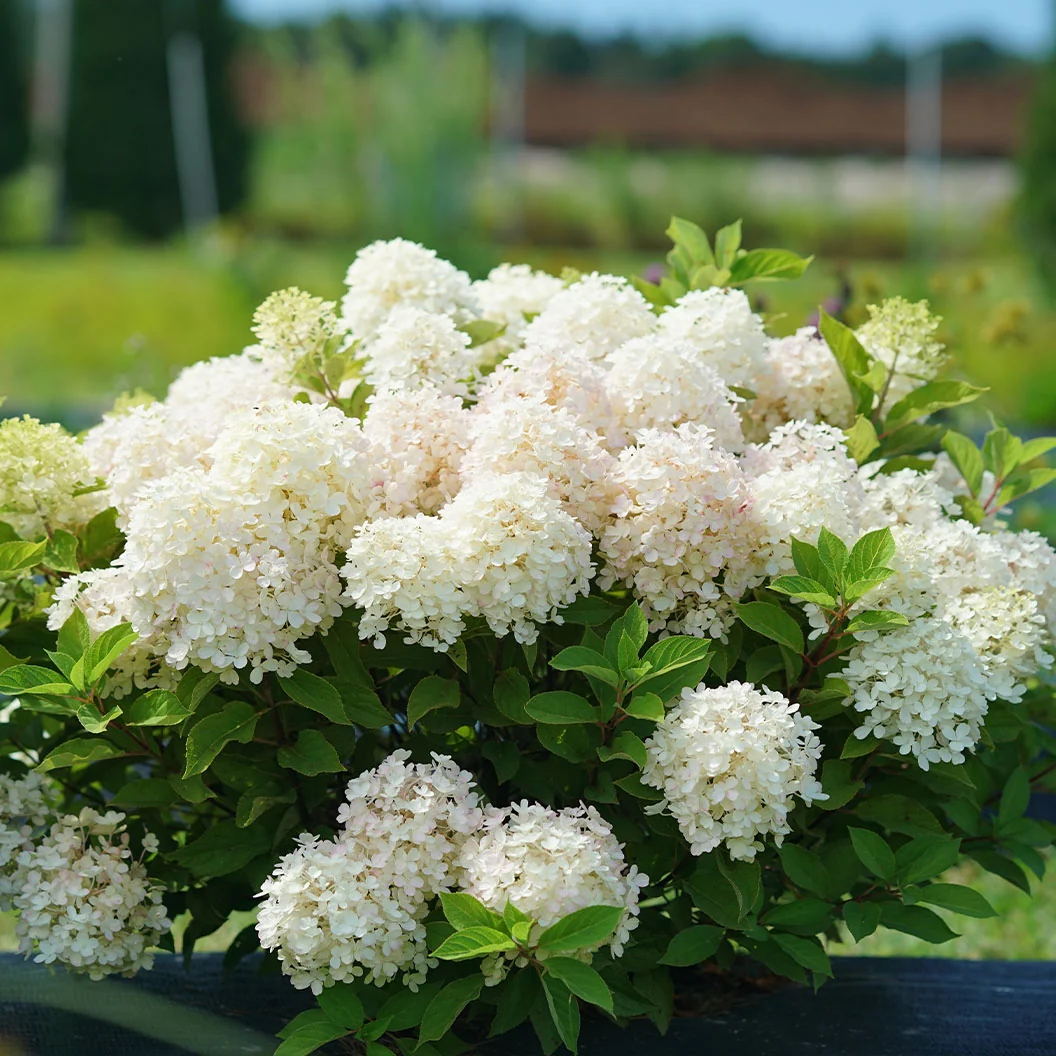 Proven Winners® Fire Light Tidbit® Hydrangea 4 Proven Winners® Fire Light Tidbit® Hydrangea
