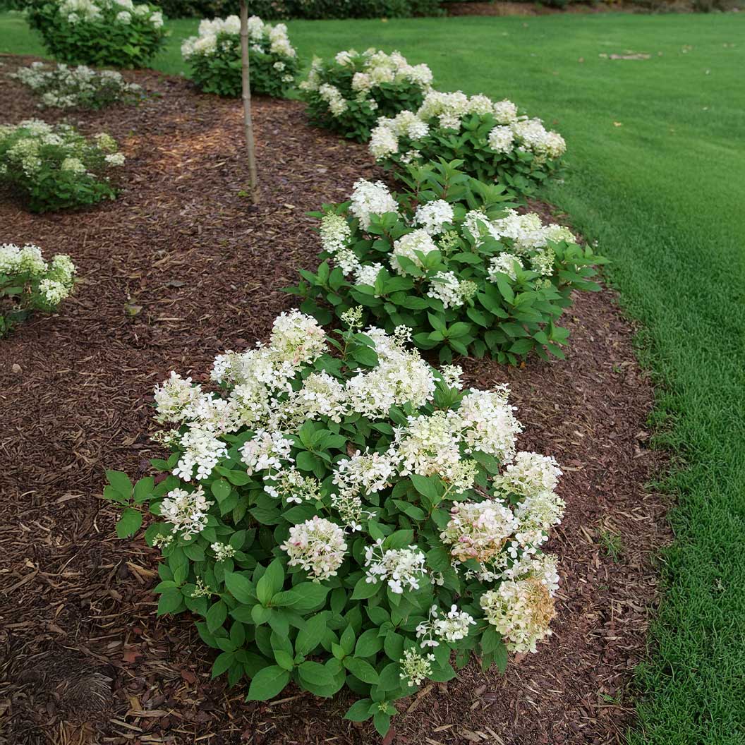 Proven Winners® Fire Light Tidbit® Hydrangea 5 Proven Winners® Fire Light Tidbit® Hydrangea