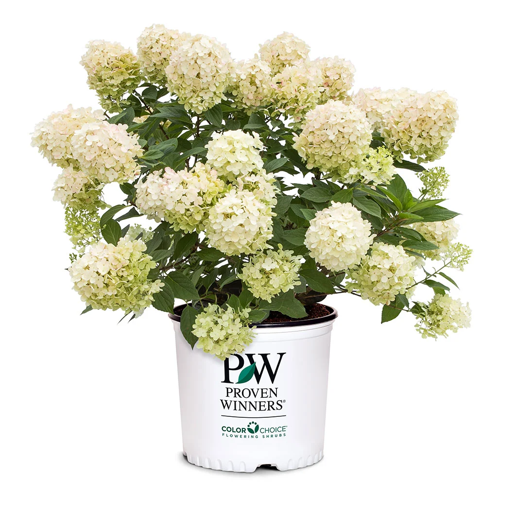 Proven Winners® Fire Light Tidbit® Hydrangea 6 Proven Winners® Fire Light Tidbit® Hydrangea