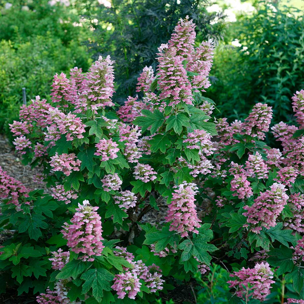 Proven Winners® Gatsby Pink® Oakleaf Hydrangea Shrub 1 Proven Winners® Gatsby Pink® Oakleaf Hydrangea Shrub