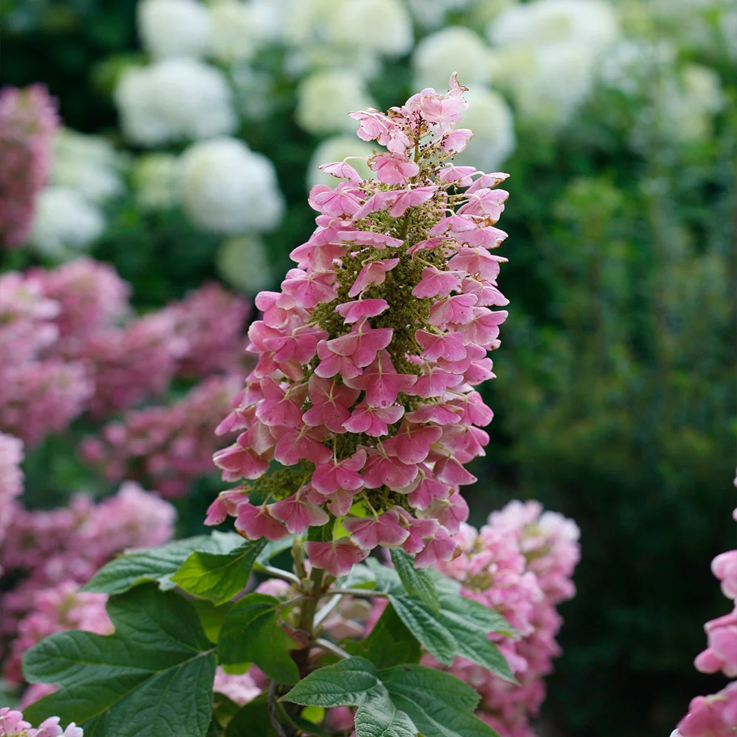 Proven Winners® Gatsby Pink® Oakleaf Hydrangea Shrub 3 Proven Winners® Gatsby Pink® Oakleaf Hydrangea Shrub