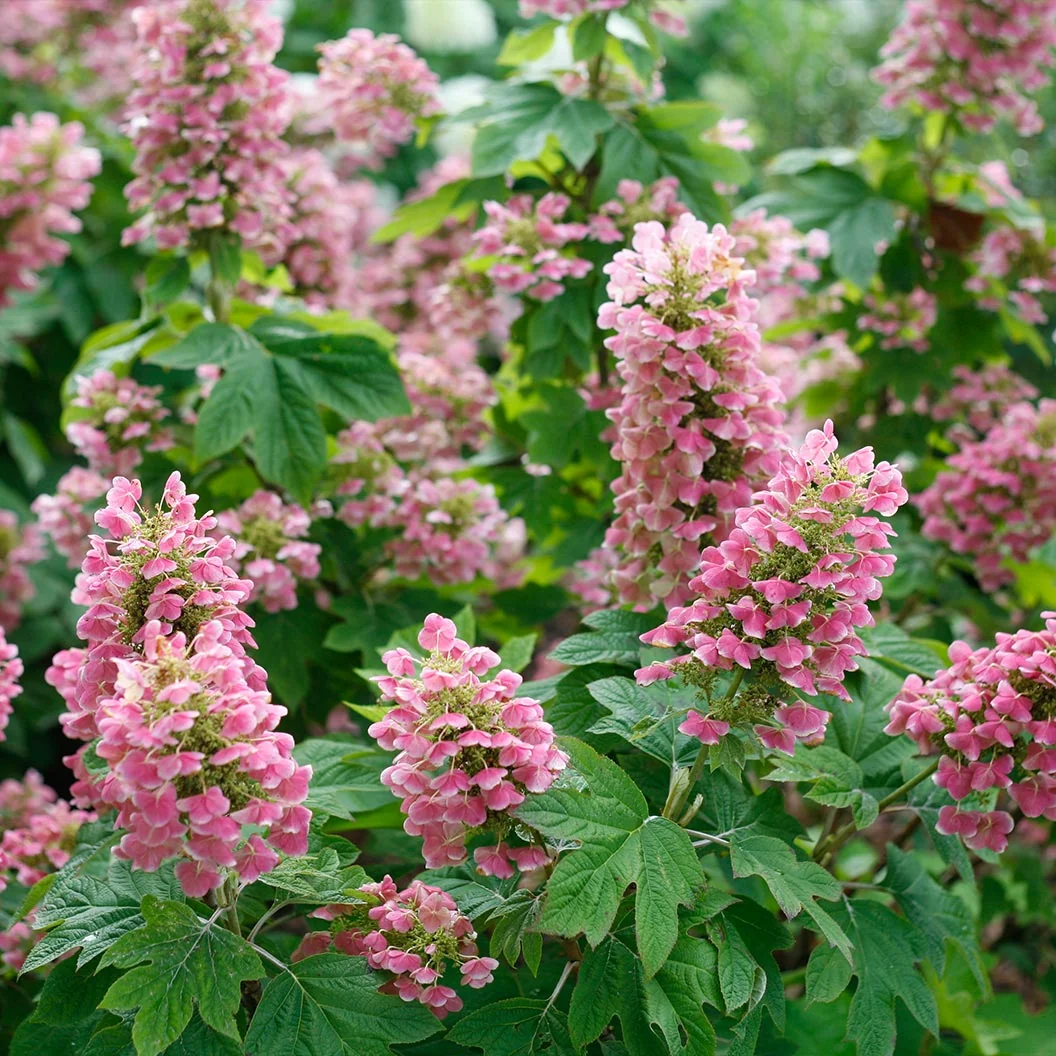 Proven Winners® Gatsby Pink® Oakleaf Hydrangea Shrub 4 Proven Winners® Gatsby Pink® Oakleaf Hydrangea Shrub