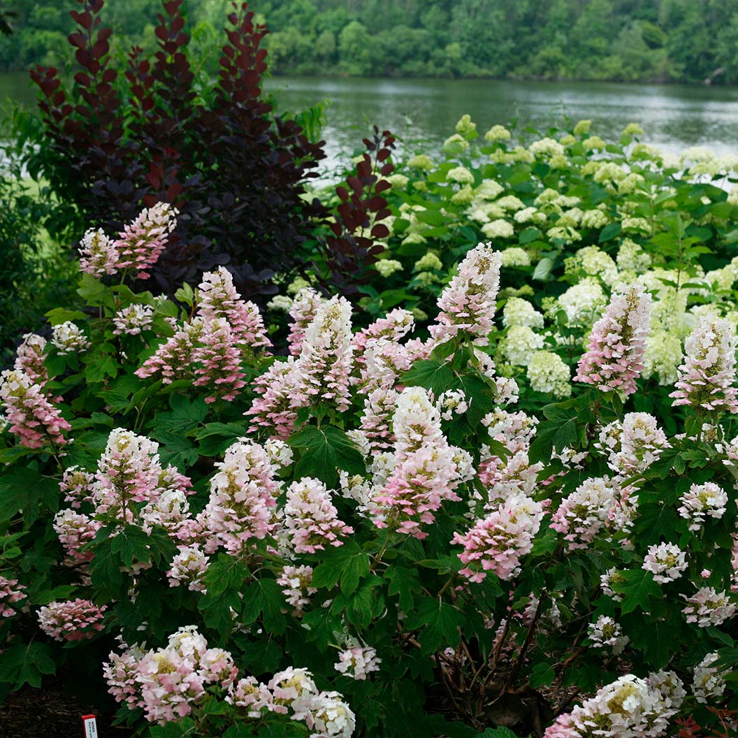 Proven Winners® Gatsby Pink® Oakleaf Hydrangea Shrub 5 Proven Winners® Gatsby Pink® Oakleaf Hydrangea Shrub