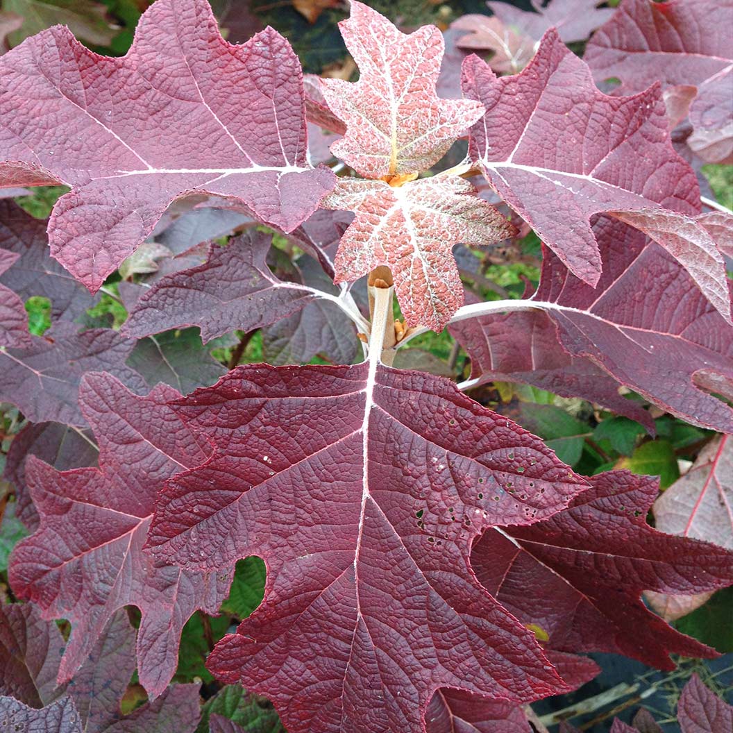 Proven Winners® Gatsby Pink® Oakleaf Hydrangea Shrub 6 Proven Winners® Gatsby Pink® Oakleaf Hydrangea Shrub