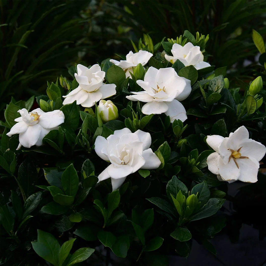 Proven Winners® Steady As She Goes® Gardenia Shrub 1 Proven Winners® Steady As She Goes® Gardenia Shrub