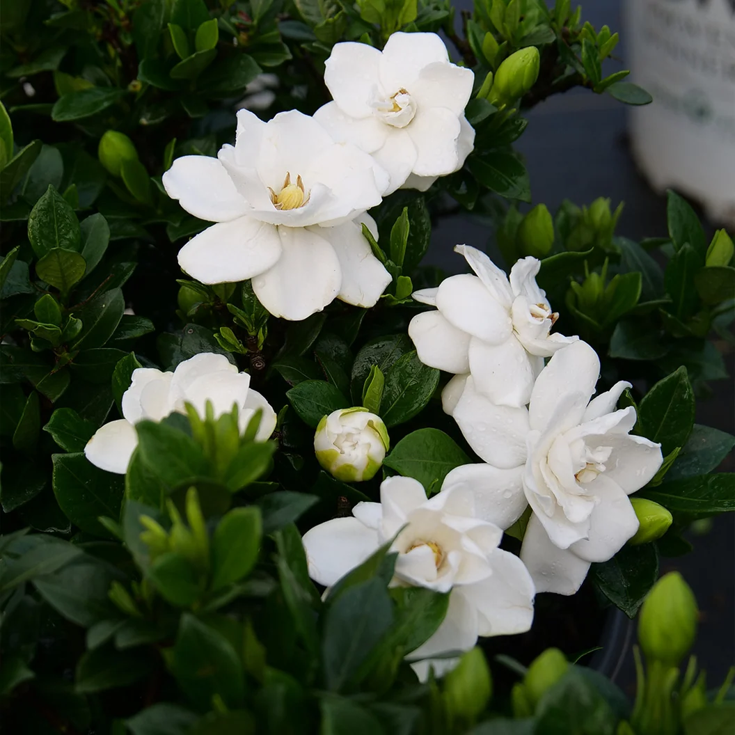 Proven Winners® Steady As She Goes® Gardenia Shrub 3 Proven Winners® Steady As She Goes® Gardenia Shrub