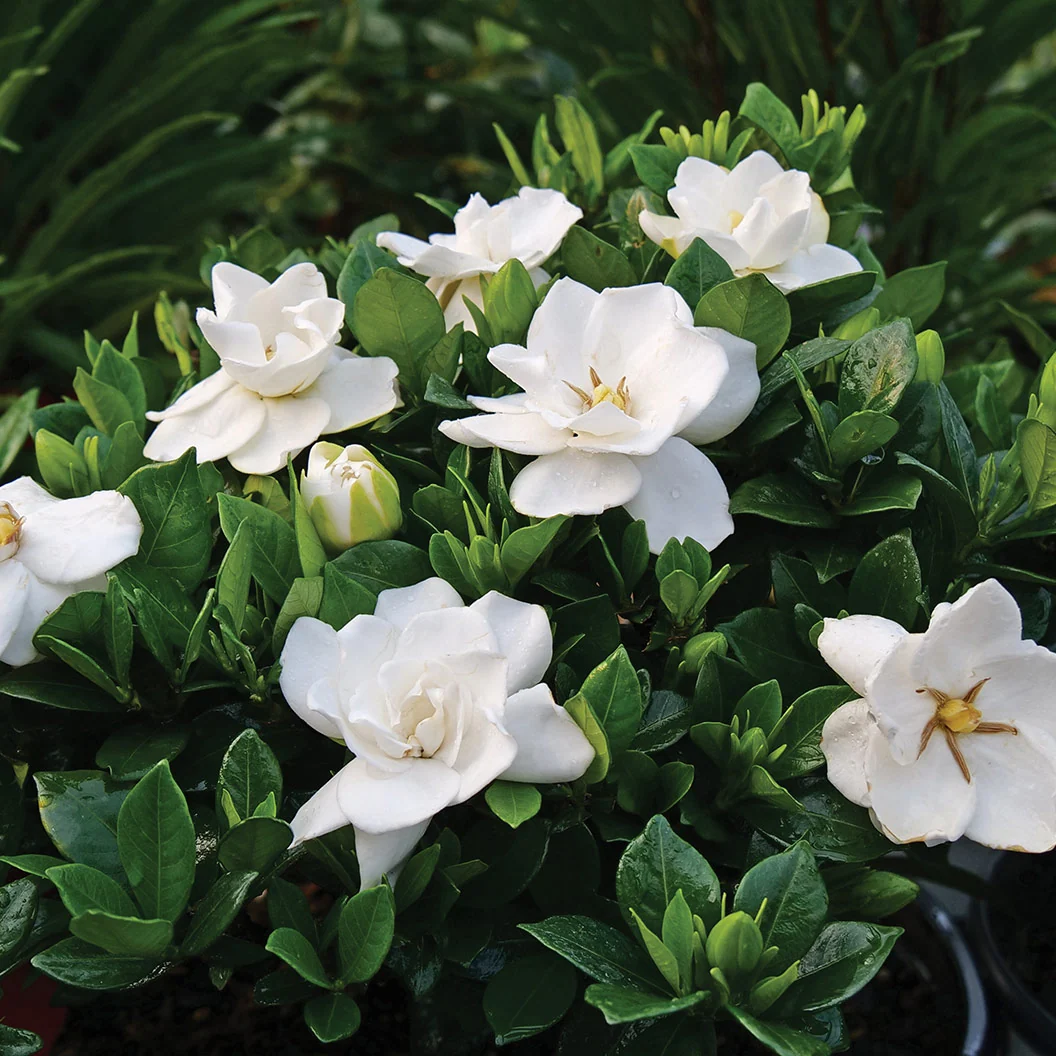 Proven Winners® Steady As She Goes® Gardenia Shrub 4 Proven Winners® Steady As She Goes® Gardenia Shrub