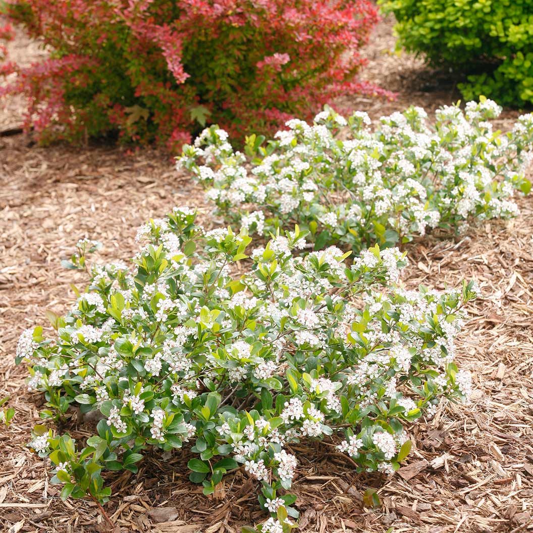 Proven Winners® Low Scape Mound® Chokeberry Shrub 1 Proven Winners® Low Scape Mound® Chokeberry Shrub