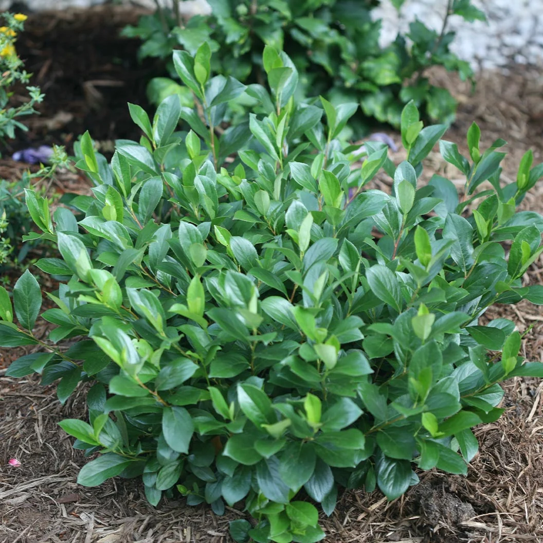 Proven Winners® Low Scape Mound® Chokeberry Shrub 3 Proven Winners® Low Scape Mound® Chokeberry Shrub