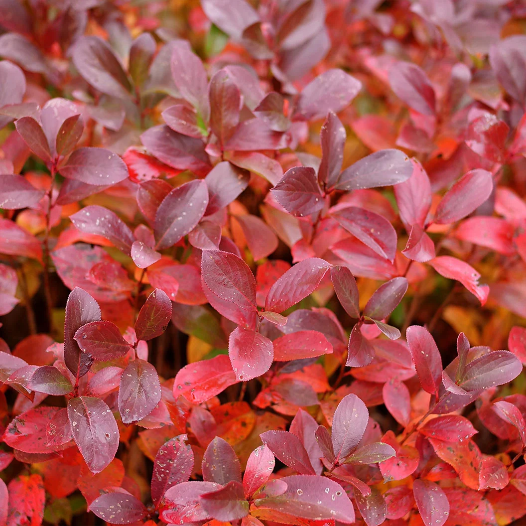 Proven Winners® Low Scape Mound® Chokeberry Shrub 4 Proven Winners® Low Scape Mound® Chokeberry Shrub