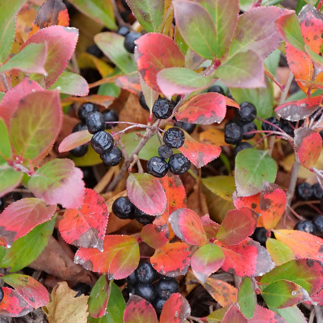 Proven Winners® Low Scape Mound® Chokeberry Shrub 5 Proven Winners® Low Scape Mound® Chokeberry Shrub