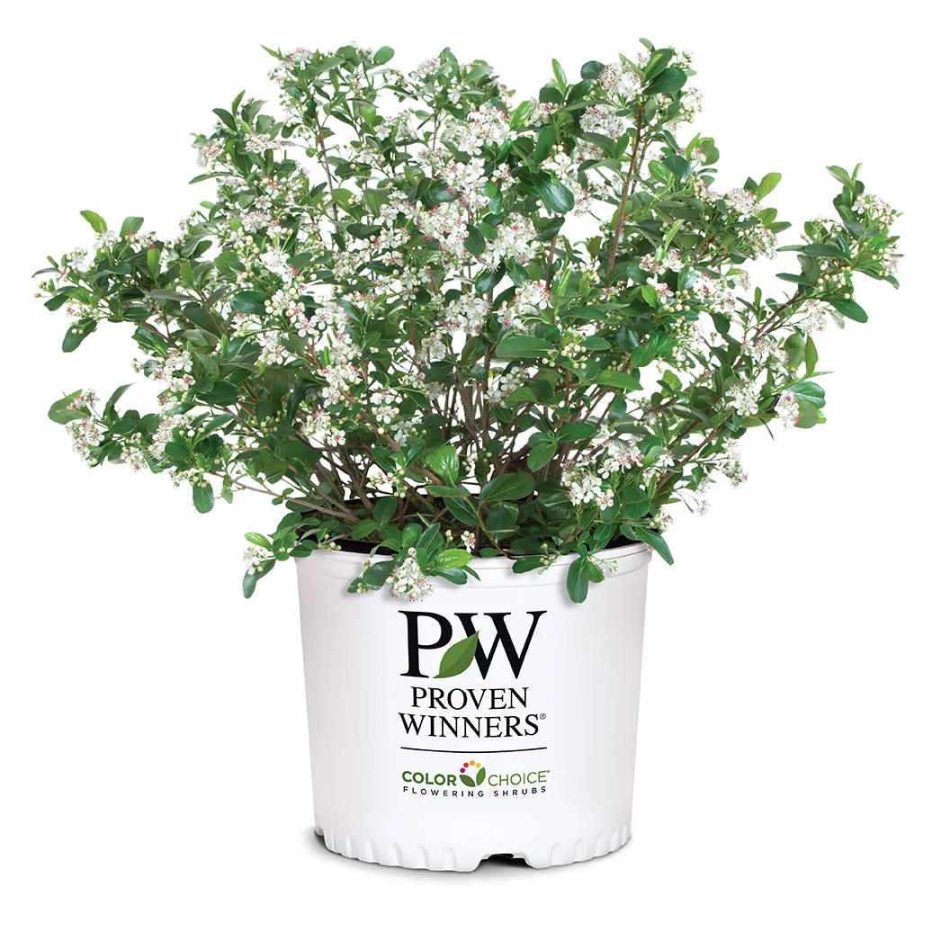 Proven Winners® Low Scape Mound® Chokeberry Shrub 6 Proven Winners® Low Scape Mound® Chokeberry Shrub