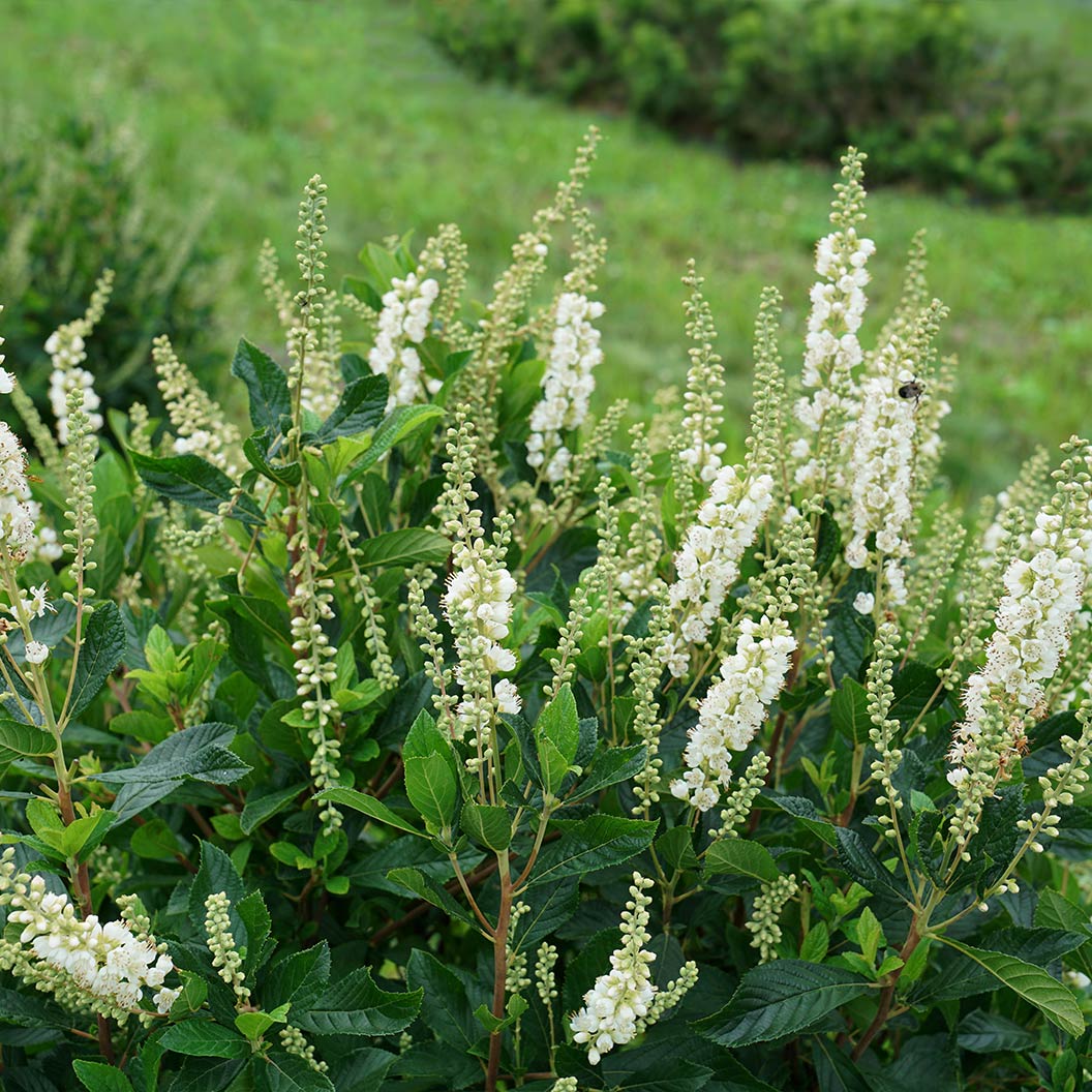 Proven Winners® Ripple Effect™ Summersweet Clethra Shrub 2 Proven Winners® Ripple Effect™ Summersweet Clethra Shrub