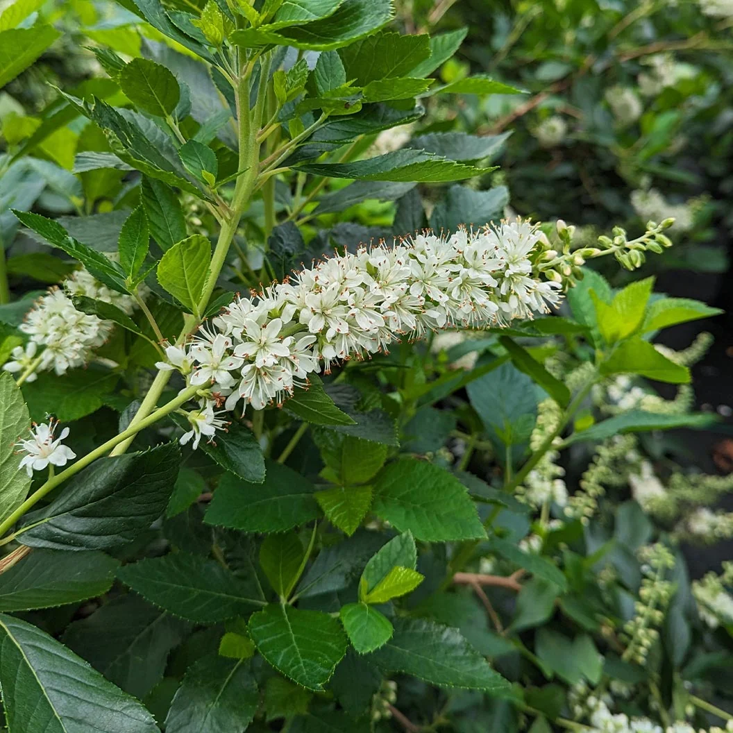 Proven Winners® Ripple Effect™ Summersweet Clethra Shrub 3 Proven Winners® Ripple Effect™ Summersweet Clethra Shrub