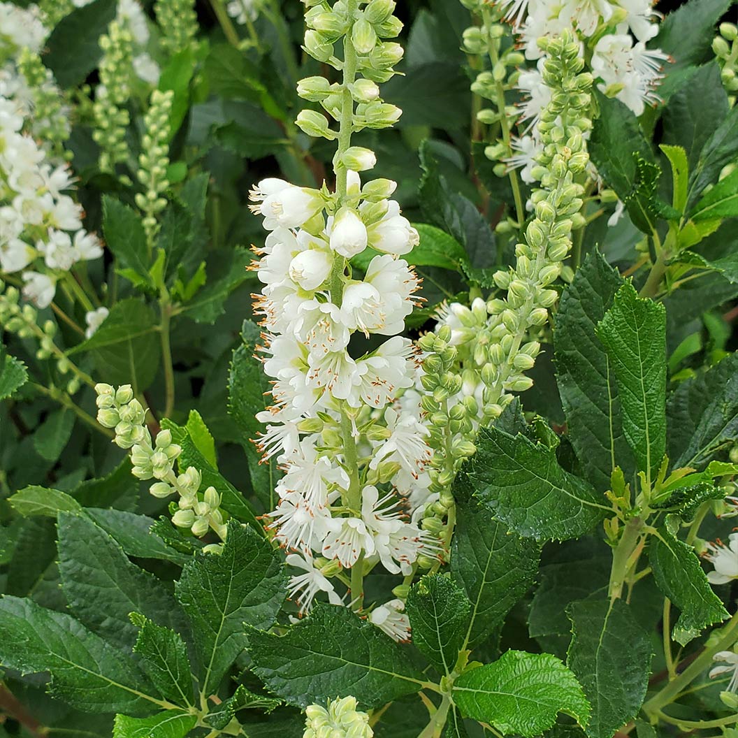 Proven Winners® Ripple Effect™ Summersweet Clethra Shrub 4 Proven Winners® Ripple Effect™ Summersweet Clethra Shrub