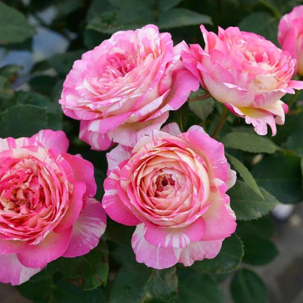 Marc Chagall™ Rose 2 Marc Chagall™ Rose