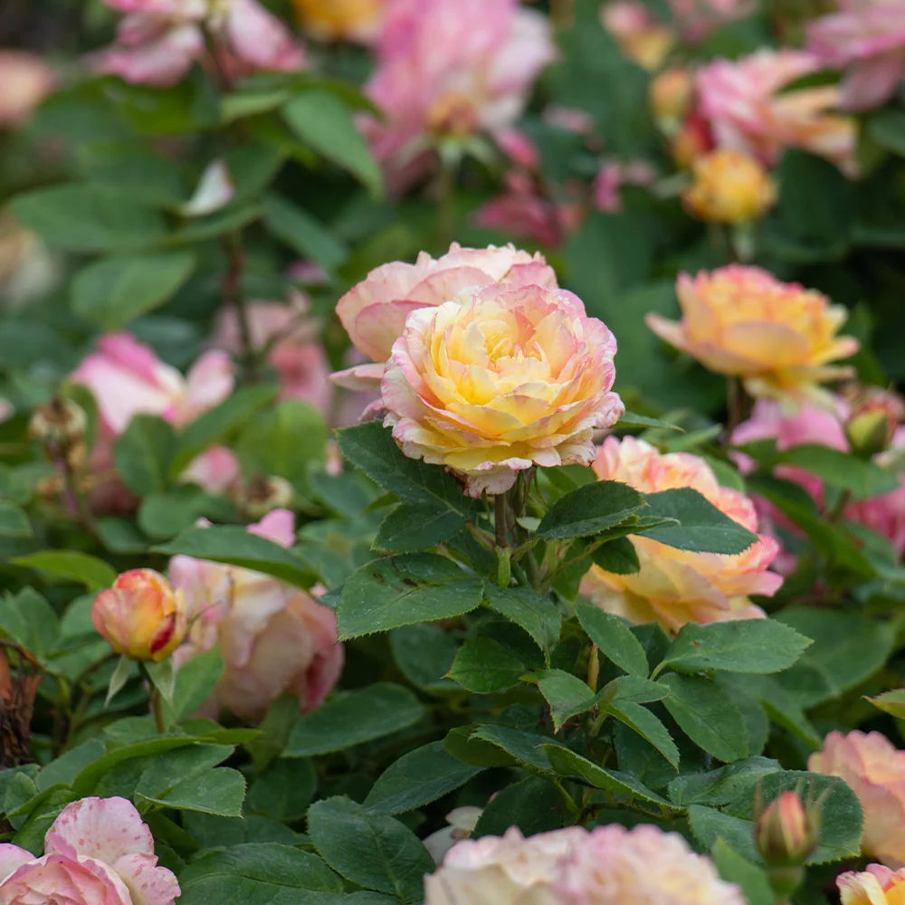 Marc Chagall™ Rose 4 Marc Chagall™ Rose