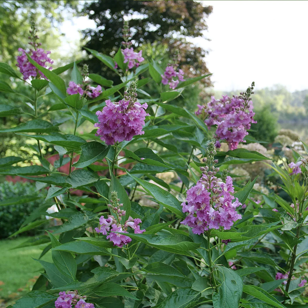Proven Winners® El Nino® Chitalpa Desert Orchid Shrub