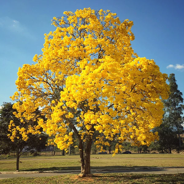 Yellow Trumpet Tree 1 Yellow Trumpet Tree