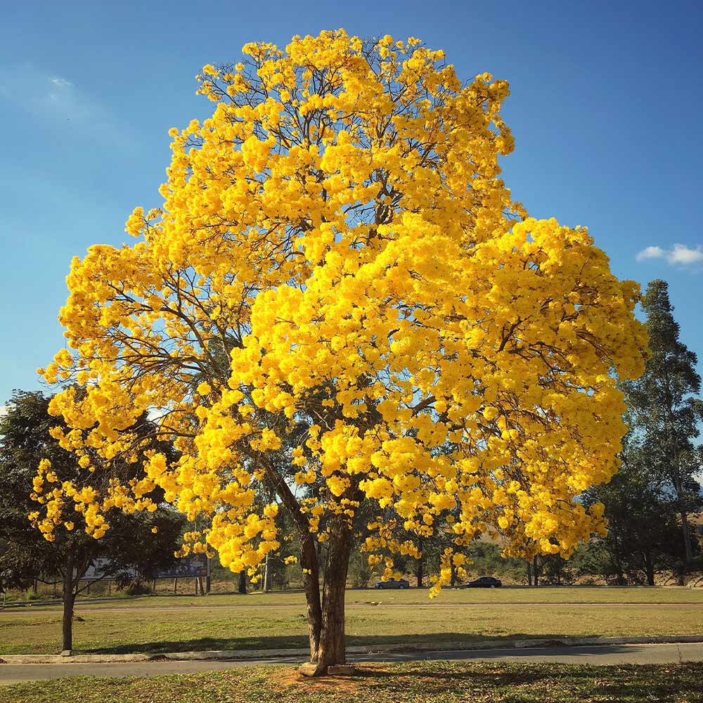 Yellow Trumpet Tree 2 Yellow Trumpet Tree
