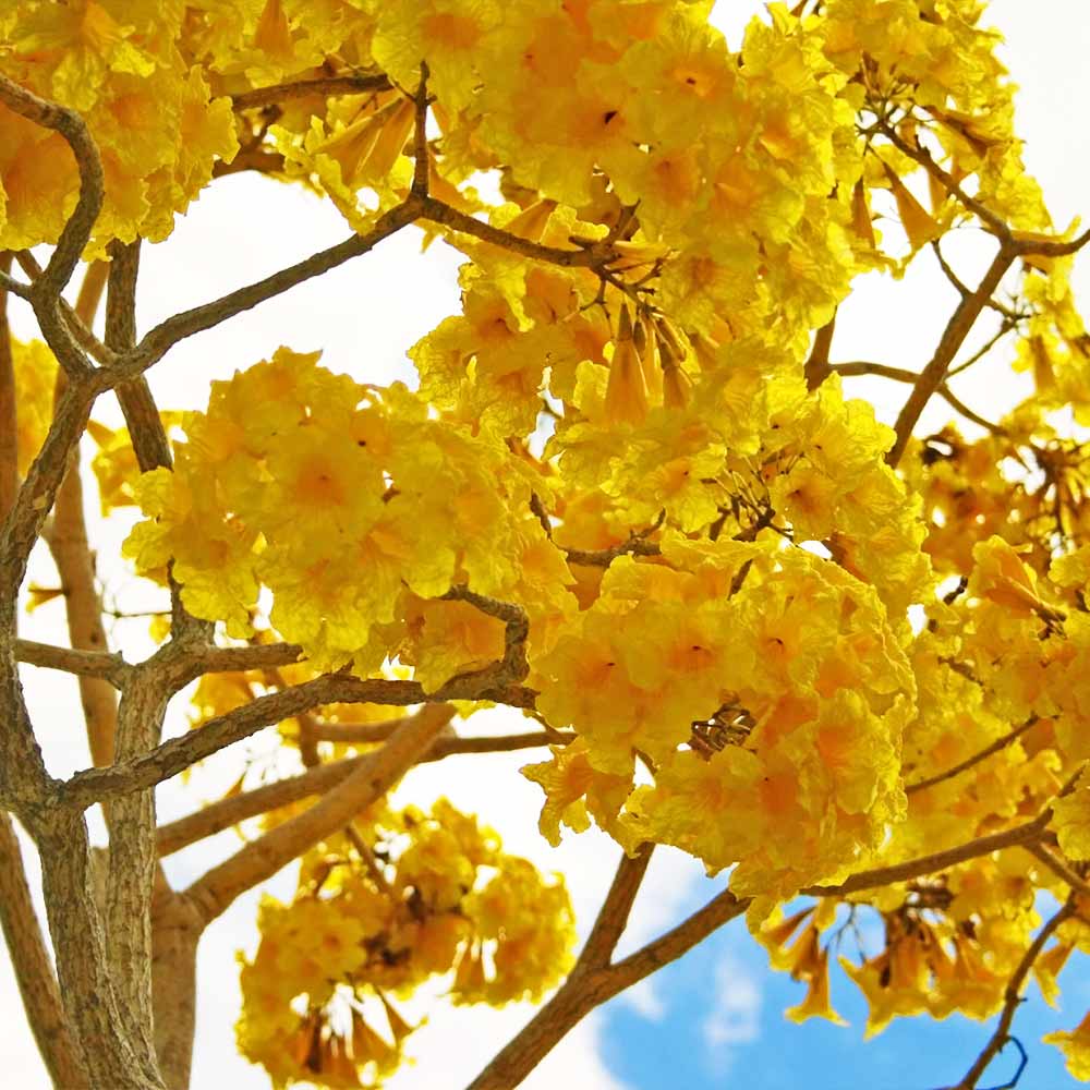 Yellow Trumpet Tree 3 Yellow Trumpet Tree