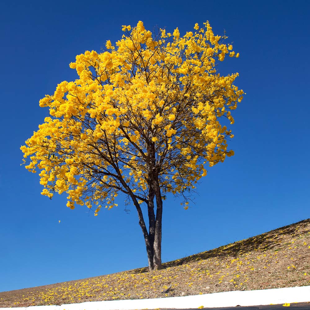 Yellow Trumpet Tree 4 Yellow Trumpet Tree