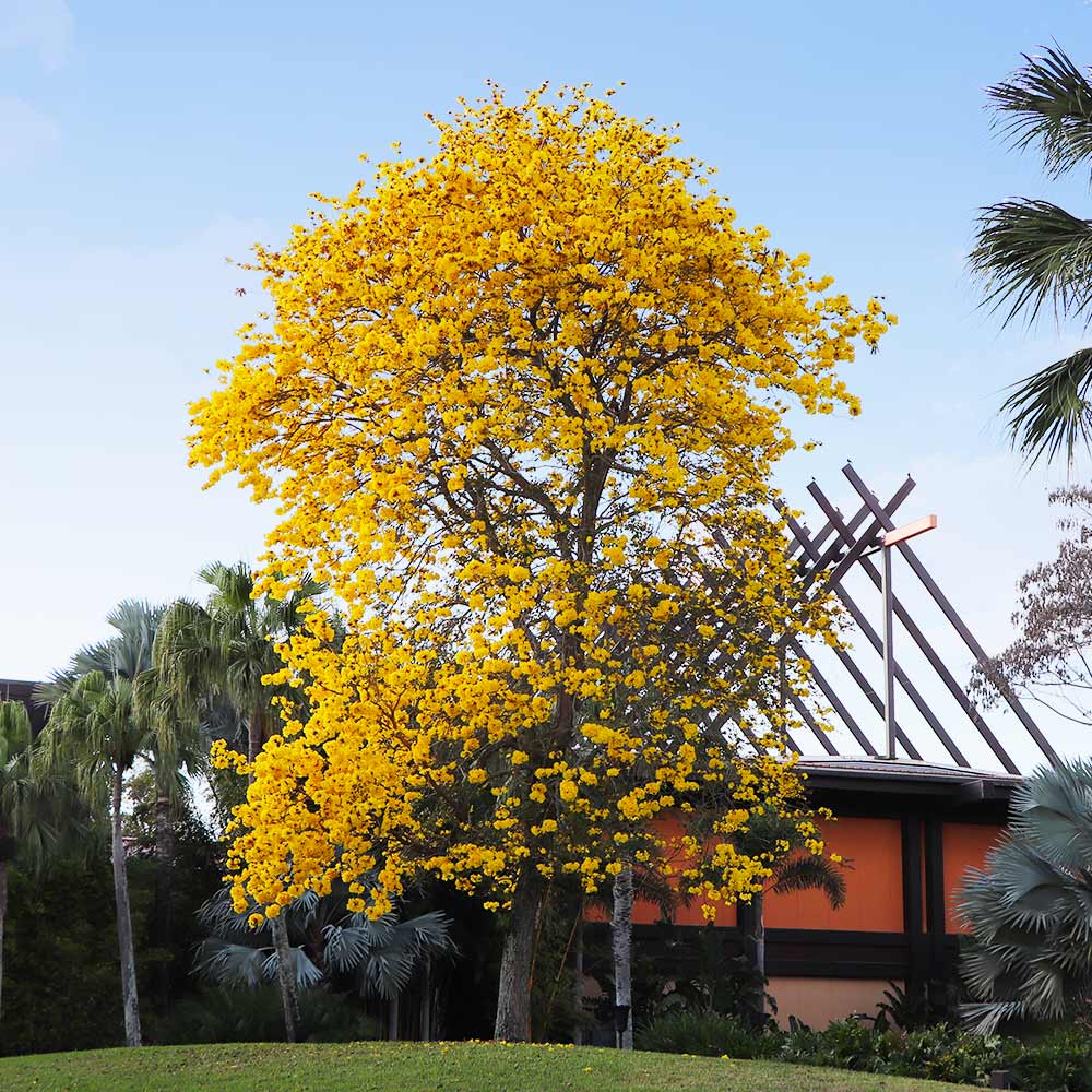 Yellow Trumpet Tree 5 Yellow Trumpet Tree